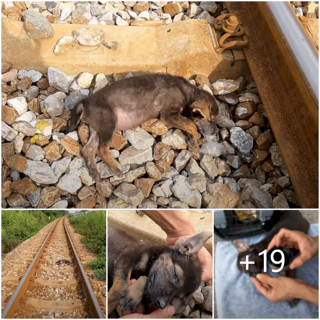 Race Against Time: Rescuing the Helpless Dog on the Railway to Secure its Survival