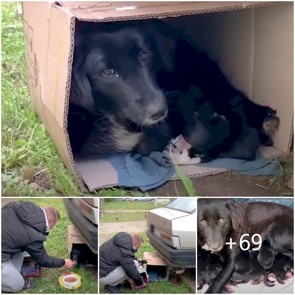 Unbreakable Maternal Love: Stray Mama Dog Constructs Cozy Shelter for Puppies in a Simple Box, Touching Hearts.