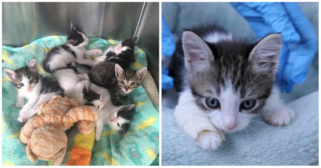 Aiding the Growth of Kittens with Crooked Legs: Tiny Casts for Strength and Health.