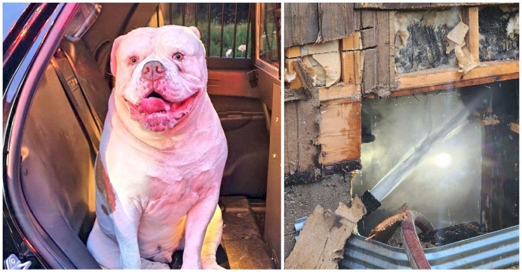 Smart dog Champ saves his family by alerting them of house fire — good boy