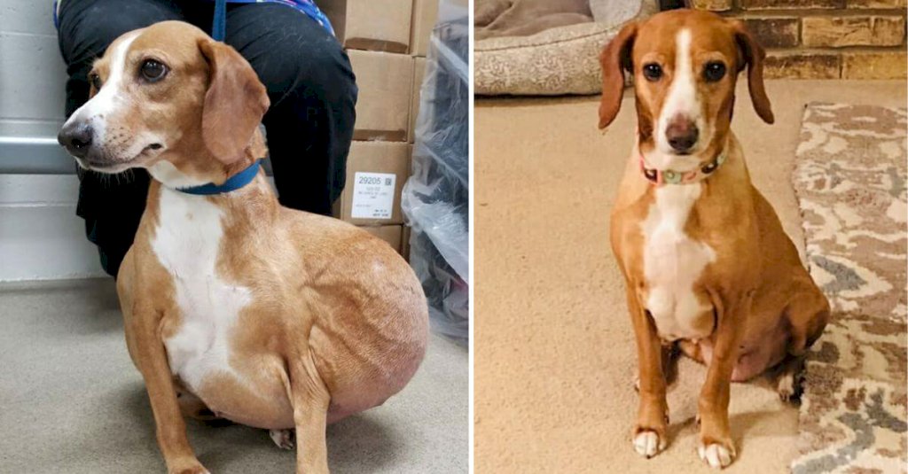 Dog with massive tumor gets a second chance and is now living her best life