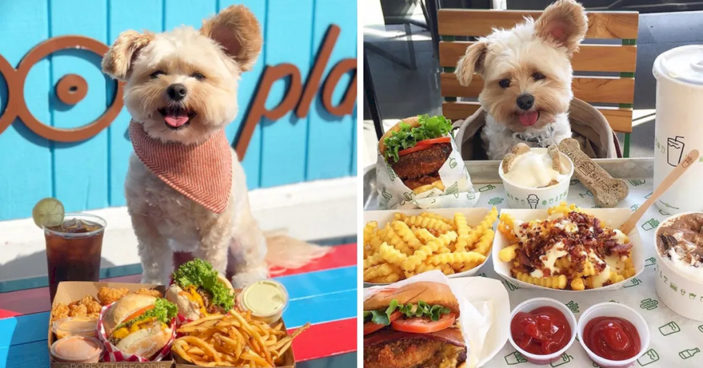 Emaciated Stray Dog Finds a Home and Explores Pet-Friendly Restaurants Across Los Angeles