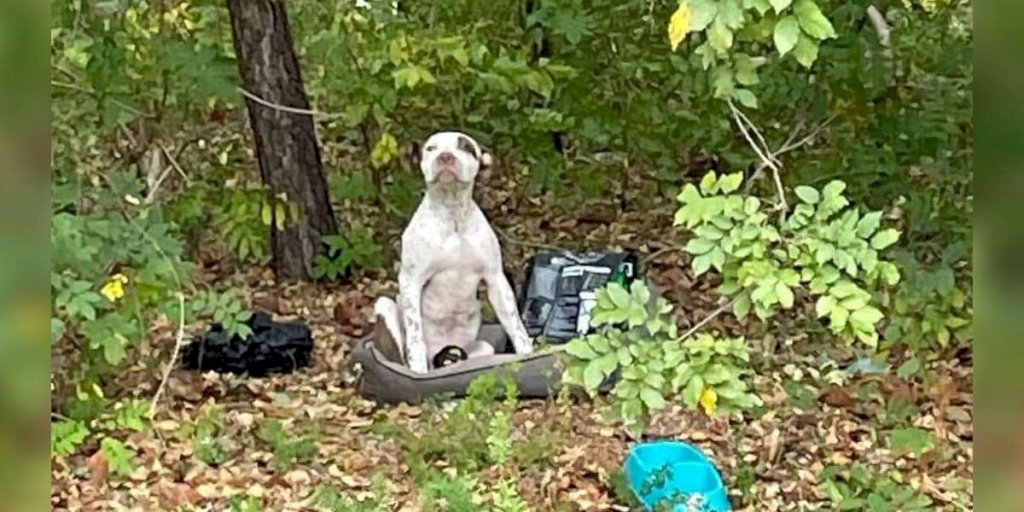 Puppy Left In Woods With All His Belongings Waits For Someone To Notice Him