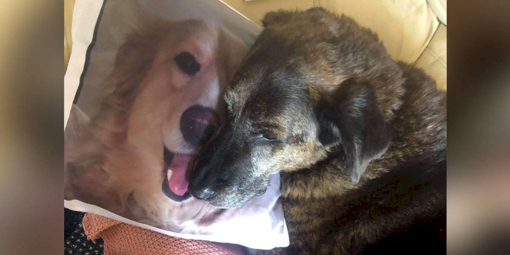 Heartbroken Dog Won't Stop Cuddling Pillow Of His Brother Who Passed Away