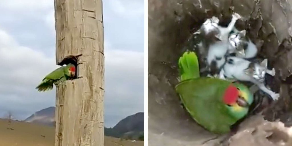 Guy Peeks Into Parrot's Nest And Finds An Unlikely Family