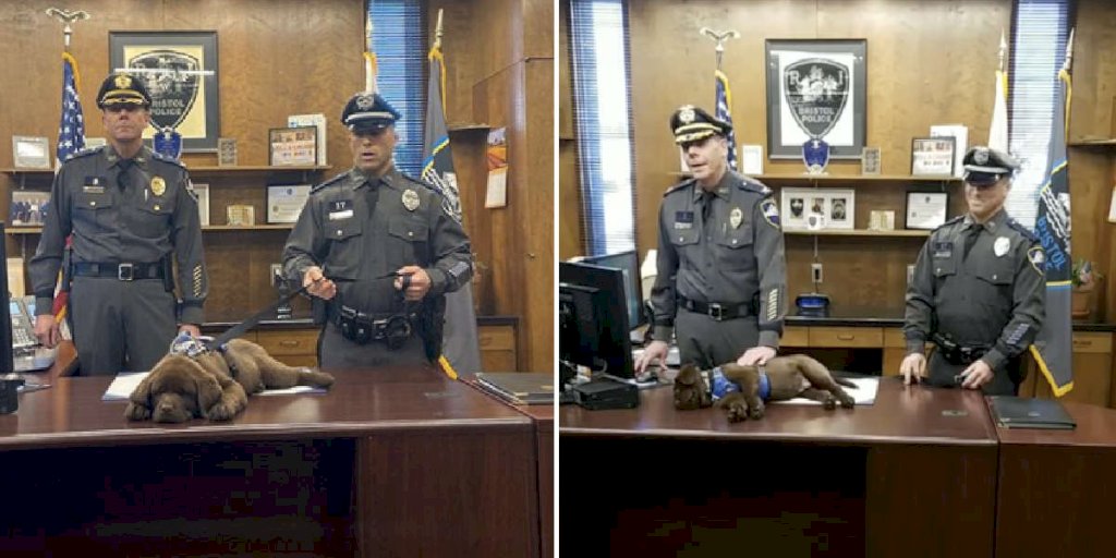 Lazy Police Pup Sleeps Through His Entire Swearing-In Ceremony