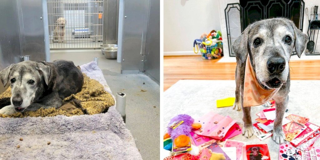 19-Year-Old Lab Becomes A Puppy Again After Being Rescued From Shelter