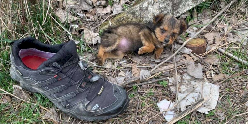 Guy Finds A Puppy Using A Shoe For Shelter And Gives Her A Whole New Life