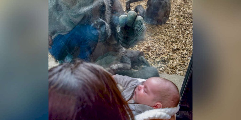 Zoo Gorilla Brings Her Baby To Meet Mom And Newborn On Other Side Of Glass