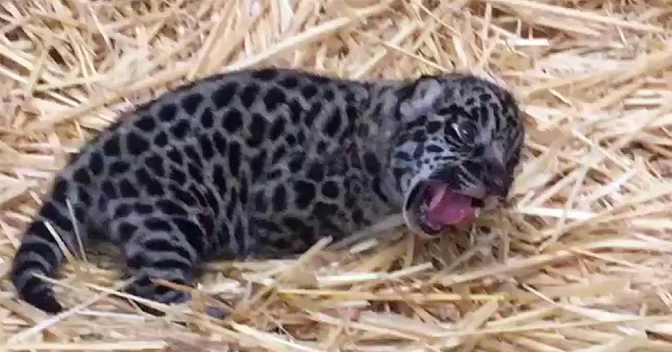 MEET a tiny jaguar cub , have problem walking but at the end he can do it. (Video)