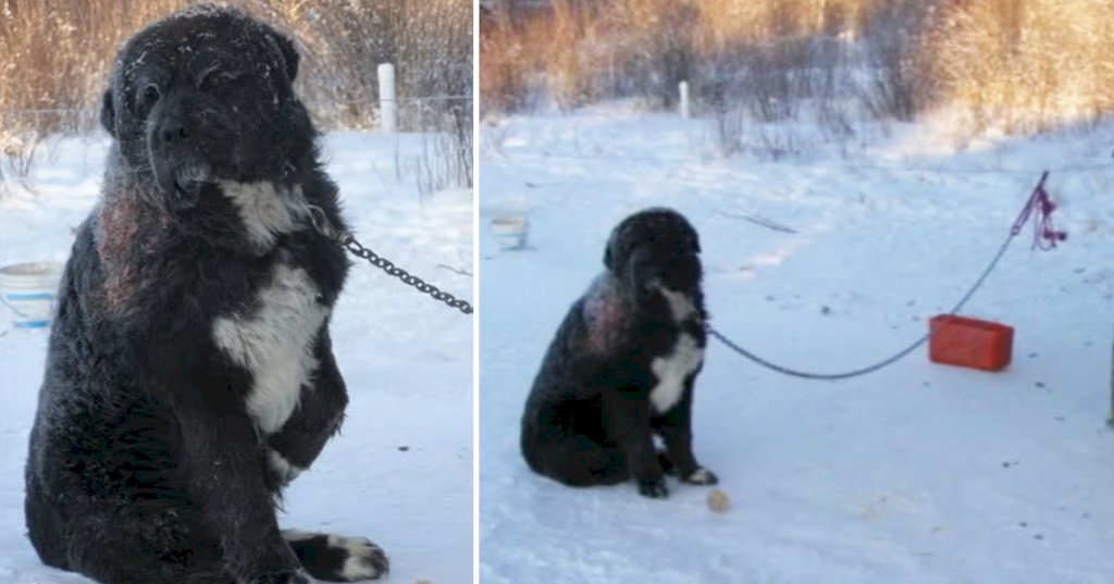 Neglected dog sat chained in cold for 4 years – now watch when this animal hero rescues him