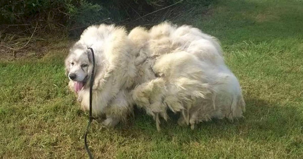 Dog was locked in barn for 6 years — now see his transformation after he gets a haircut