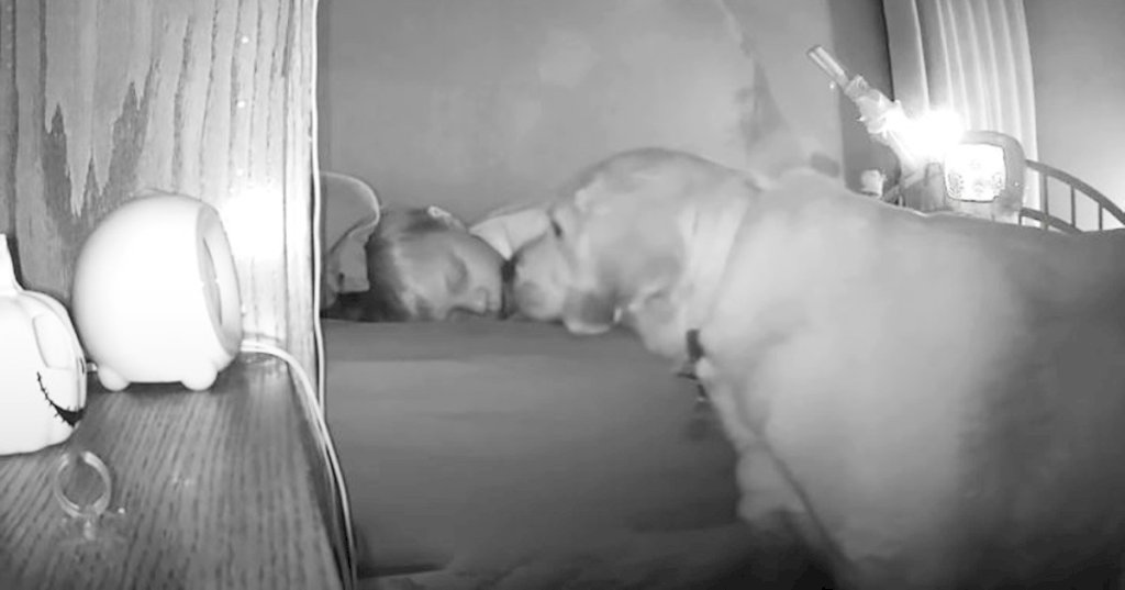 Kindhearted dog creeps into toddlers room late at night to make sure he’s safe