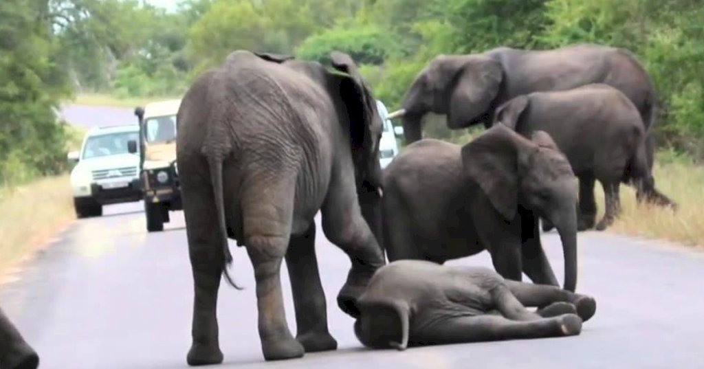 Baby elephant collapses in middle of road but entire herd comes to save her