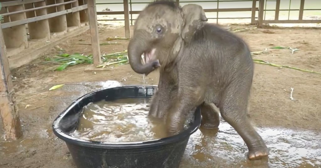 Clumsy elephant has the best time splashing around in first bath