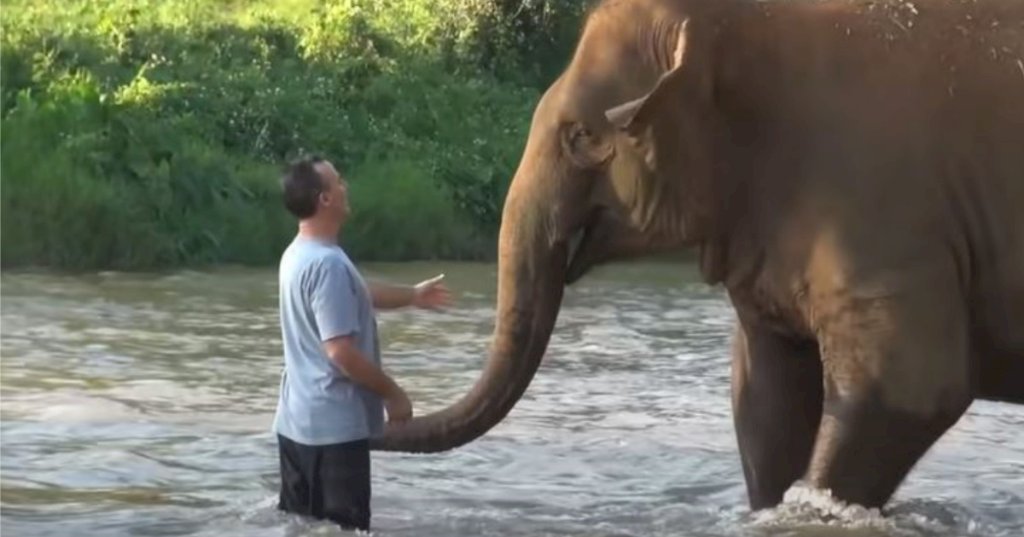 Elephant herd is overjoyed reuniting with human friend after 14 months apart