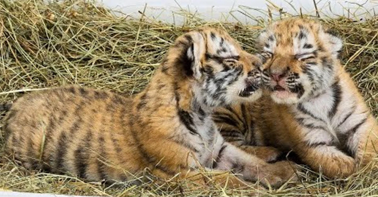 Just 3 day tiger cubs : wait 7 days more for open eyes (Video)