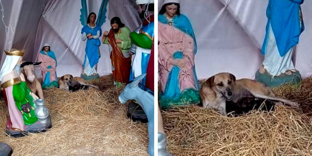 People Spot Dog In Nativity Scene Manger — Then Realize She's Not Alone