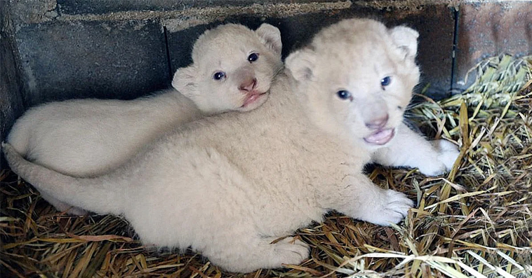 Tiny White fluffy lion cubs is just 30 Days old : Roar so loud (Video)