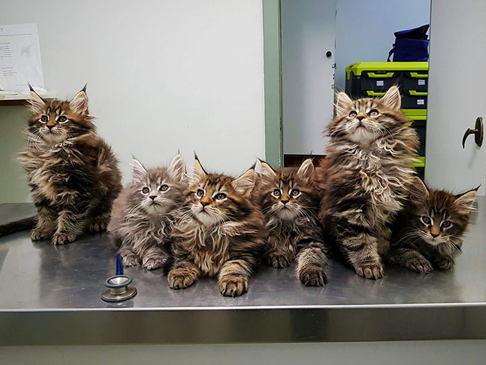 "Enchanting Baby Maine Coon Cats: Soon-to-be Majestic Fluffballs of Adorable Cuteness!"