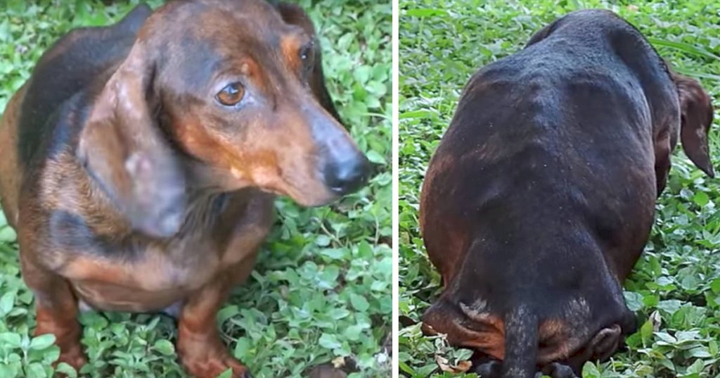 Animal lovers find pregnant dog abandoned in woods – look closer and make a horrific discovery
