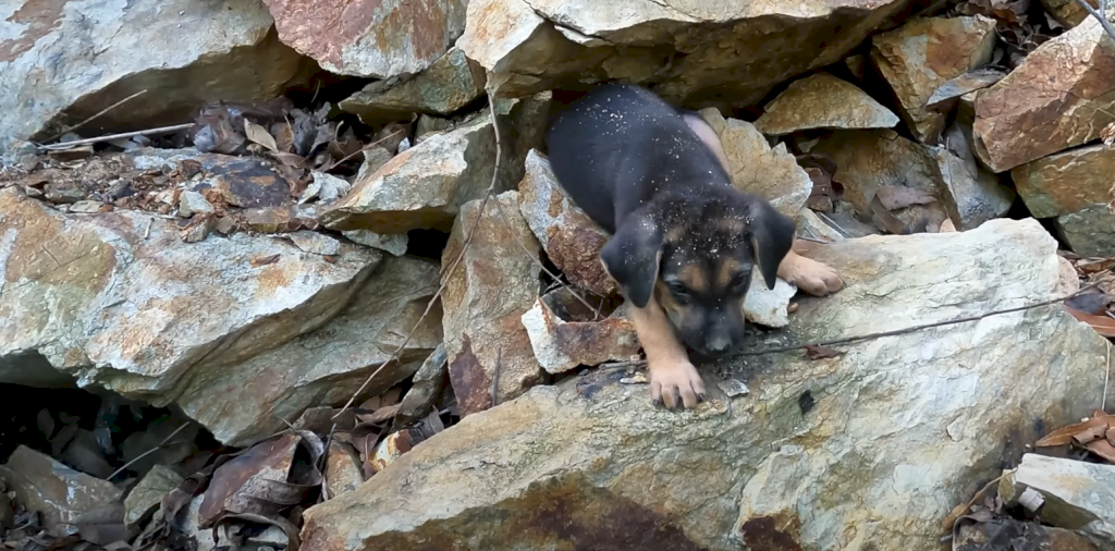 This puppy got stuck in a rock crevice. I rescued him and gave him a happy home (VIDEO)