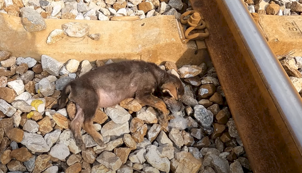 Rescue the dying little dog on the railway, almost 99% can't survive without moving