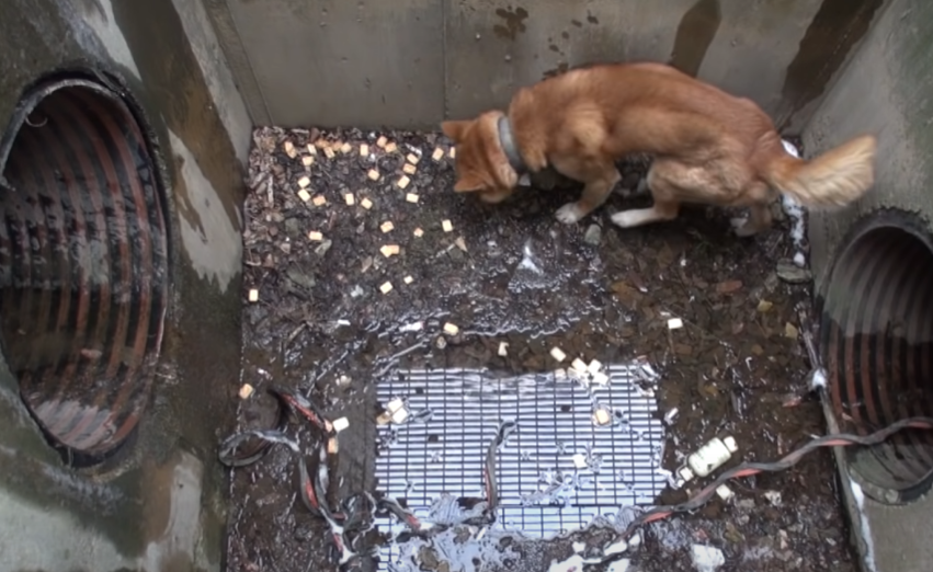 The dog was stuck in the drainage system, it took us many days to contact the owner of the dog to be able to rescue it.