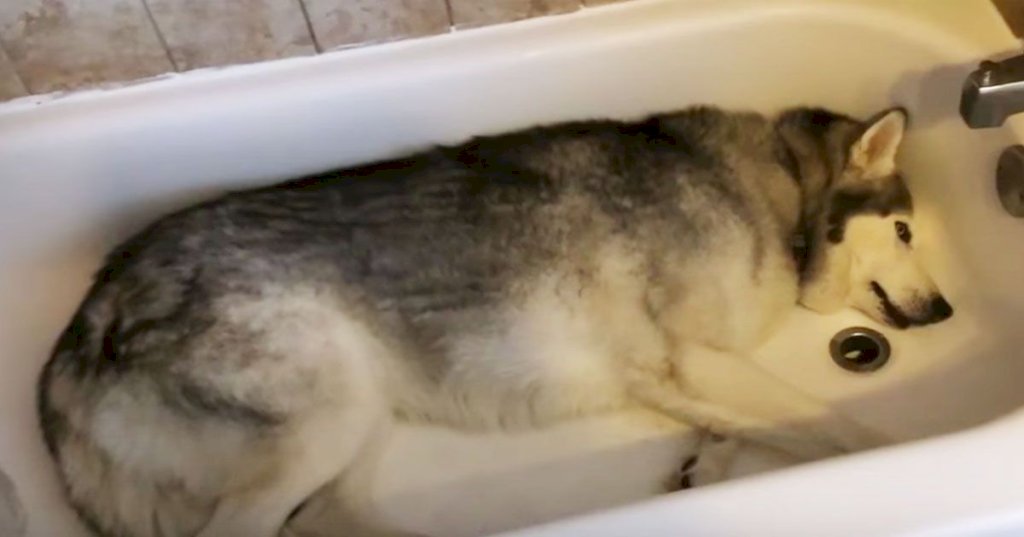 Mom pulls back shower curtain to find Husky in tub – This video is hysterical