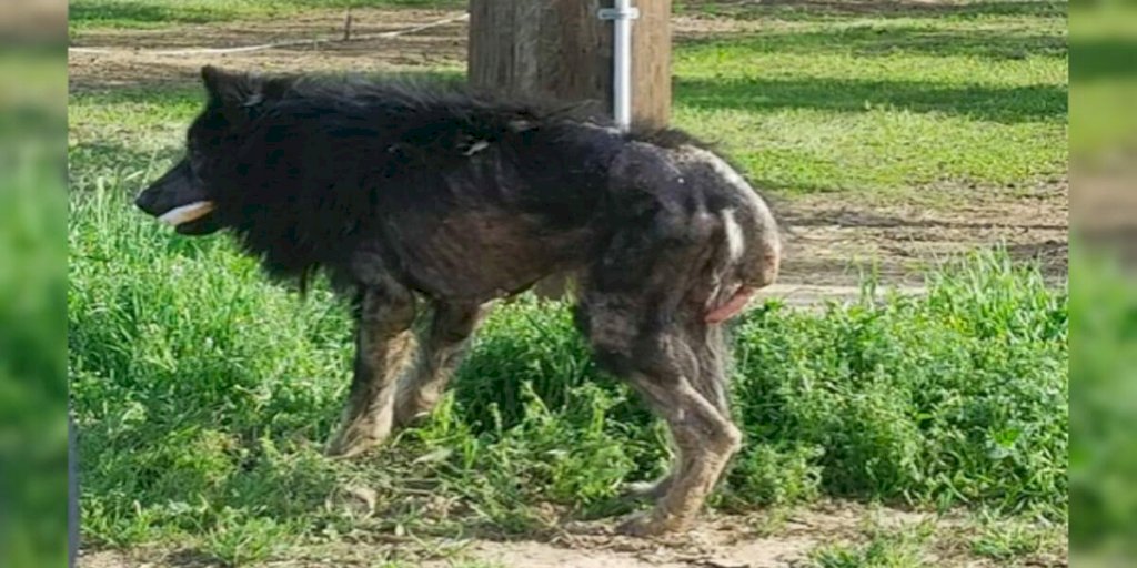 “Werewolf” stands on side of road for months: then a stranger approaches and sees the unthinkable