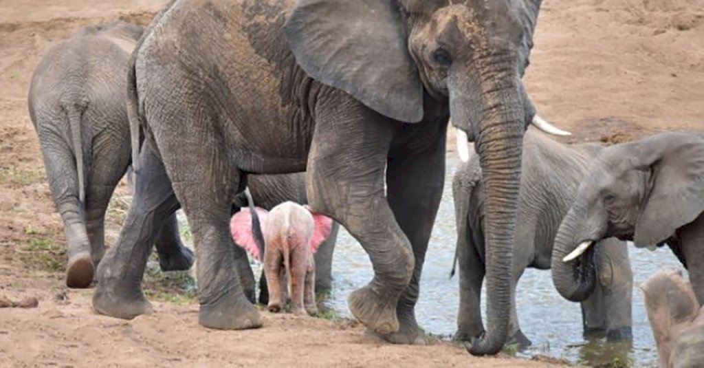 A Rare Pink Baby Elephant Was Spotted At A Wildlife Park In South Africa