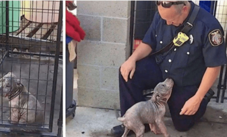 Rescued pup sad at shelter – just watch her reaction when she meets firefighter who saved her