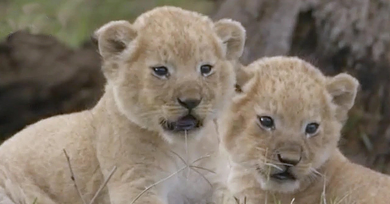 The chubby lion cub troubles its mother until night falls (Video)