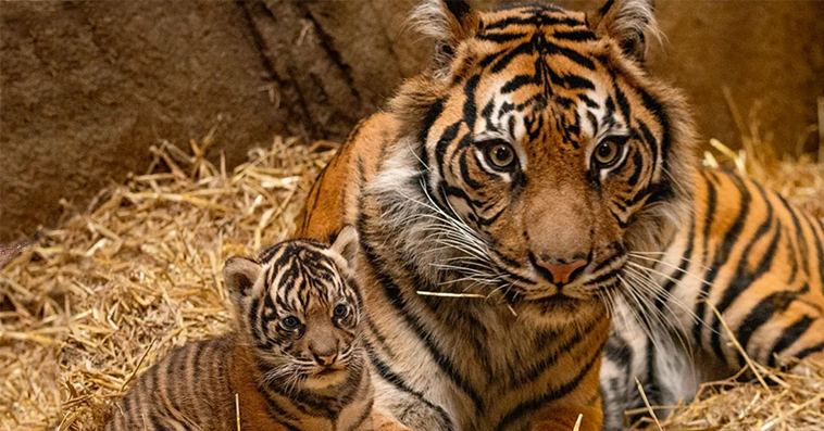 Cute alert! tiger cub is boy, he start new life at London Zoo (Video)