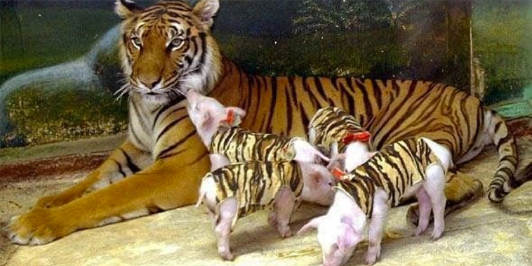 Unbelievable !! A Mother Tiger adopts piglets (Video)