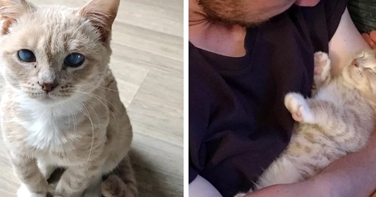 Stray Kitten with Rare Condition is So Happy to Find Perfect Home