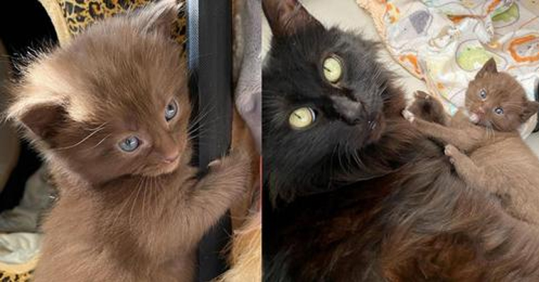Cat Has Four Kittens with Rare Brown Coat and Kind Family to Help Them Thrive
