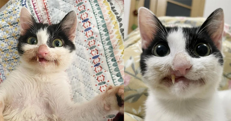 Woman Gives Stray Kitten a Chance at a Full Life, Who Now Wears a Crooked Yet Gorgeous Smile Every Day