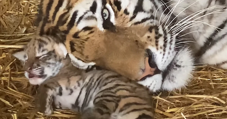 Tiny tiger cub is just 1day old , Waiting 8days more for open eyes to see mom (Video)