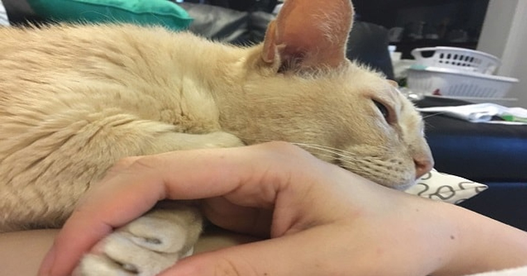 13-year-old Shelter Cat Finally Gets Adopted But Can’t Sleep Unless His New Mom Hold His Paw