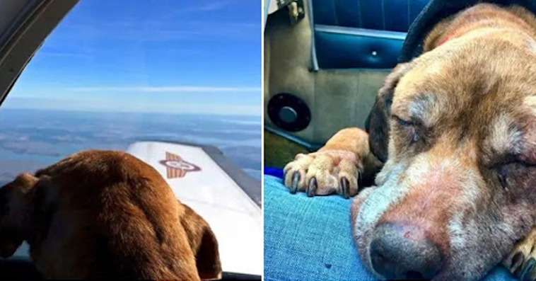 Pilot flies terminal shelter dog 400 miles to spend her last days with a loving family