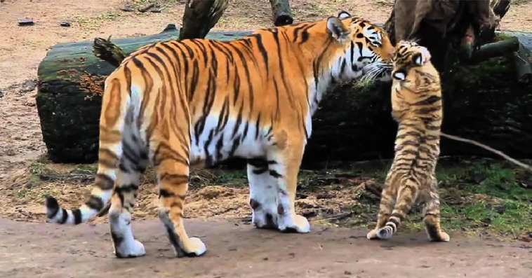 Cuteness overload!! 3 month old tiger cub so playful and standing to get preferred items (Video)