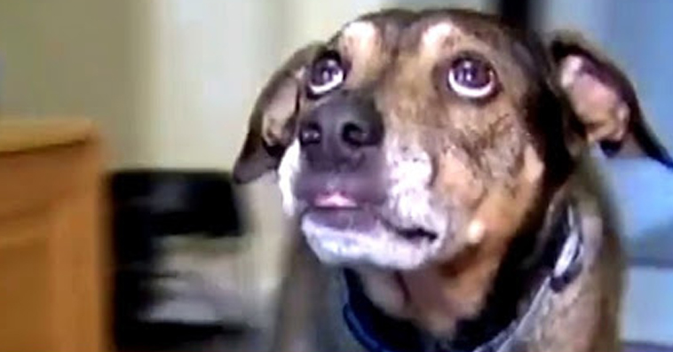 Panicking Dog Wakes Up Family Just In Time To Save Their Baby’s Life