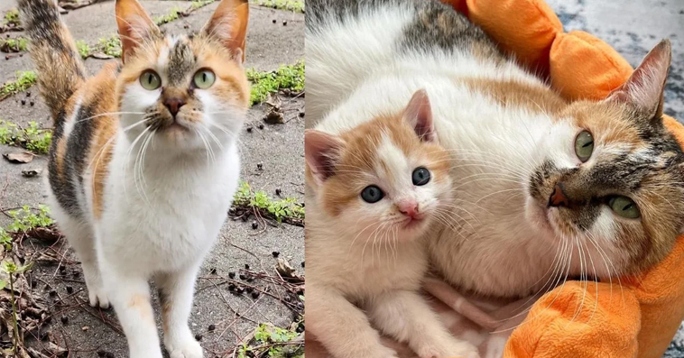 Stray Cat Leads Store Owner to Kitten During the Cold, Now They Have New Year in Comfort and Warmth