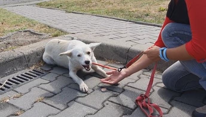 Gut-Wrenching Story: Stray Pup Desperately Following Strangers on the Streets