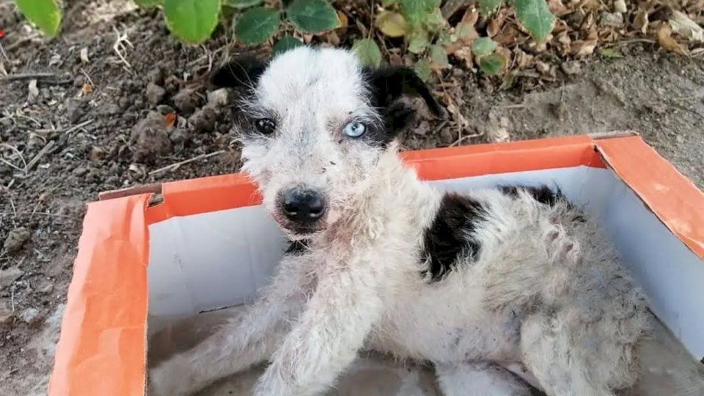 Cry for Help: Vulnerable Puppy Trapped in Sweltering Heat Desperately Pleads