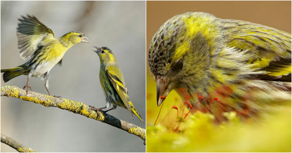 Siskins: Renowned for Their Vibrant Plumage and Beautiful Songs, Making Them a Treasured Species in the Bird World_Lt