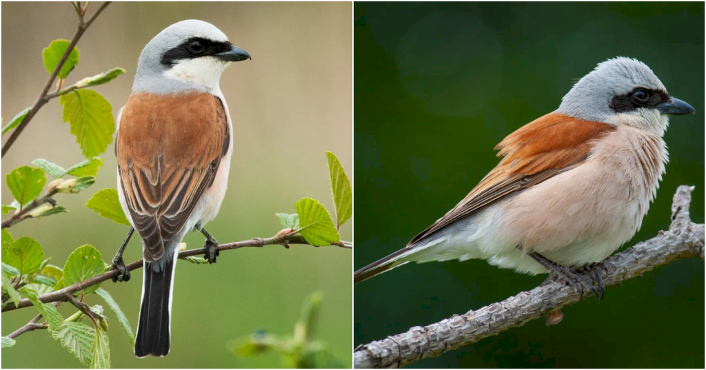 The Red-Backed Shrike is a striking bird with a distinctive appearance and unique hunting behavior that sets it apart from other songbirds_Lt