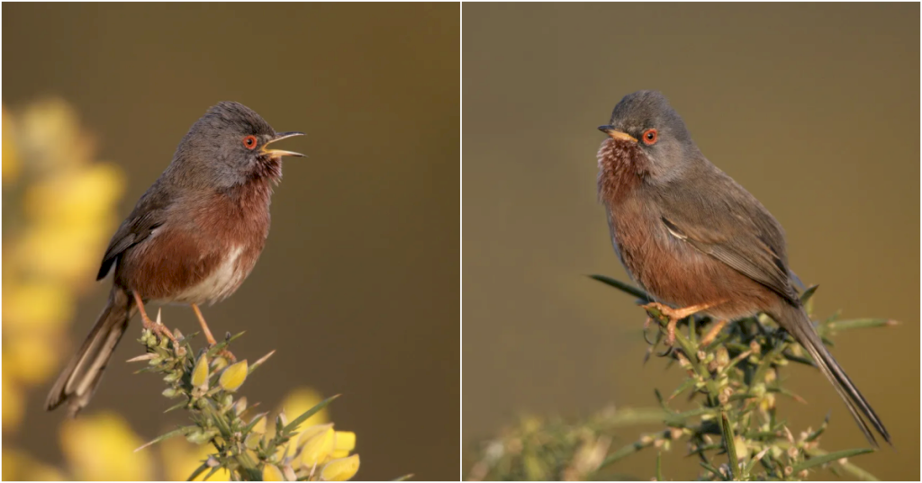 The striking and resilient Dartford Warbler, a bird that has made a remarkable recovery after being on the brink of extinction in the UK_Lt