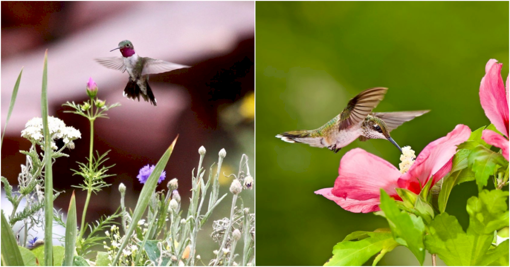 Unlocking the Secrets to Crafting the Perfect Sanctuary for Hummingbirds_Lt